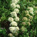 Spiraea crenata fleur P2A P2D